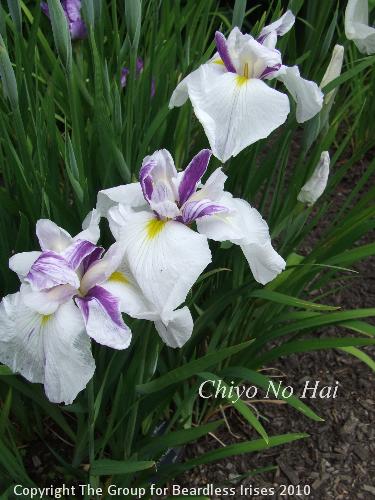 DSCF7407 - Chiyo No Hai